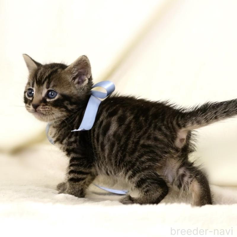 販売中の栃木県のジェネッタ-134946の5枚目