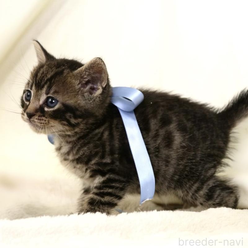 販売中の栃木県のジェネッタ-134946の3枚目