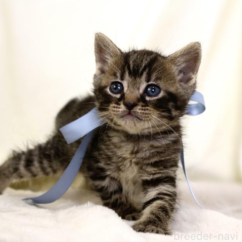 販売中の栃木県のジェネッタ-134946の2枚目