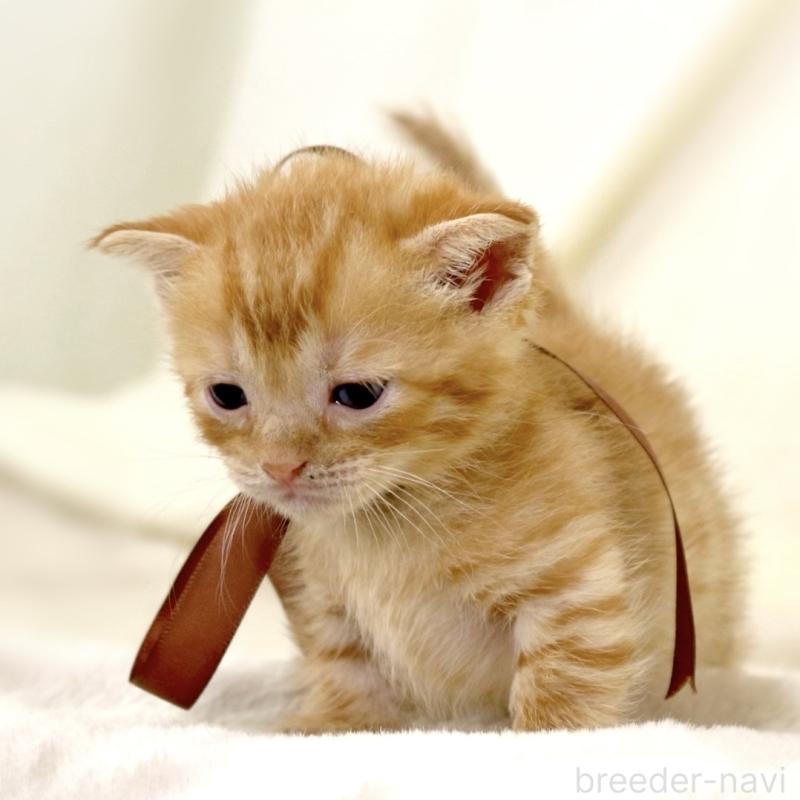 販売中の栃木県のジェネッタ-134947の9枚目