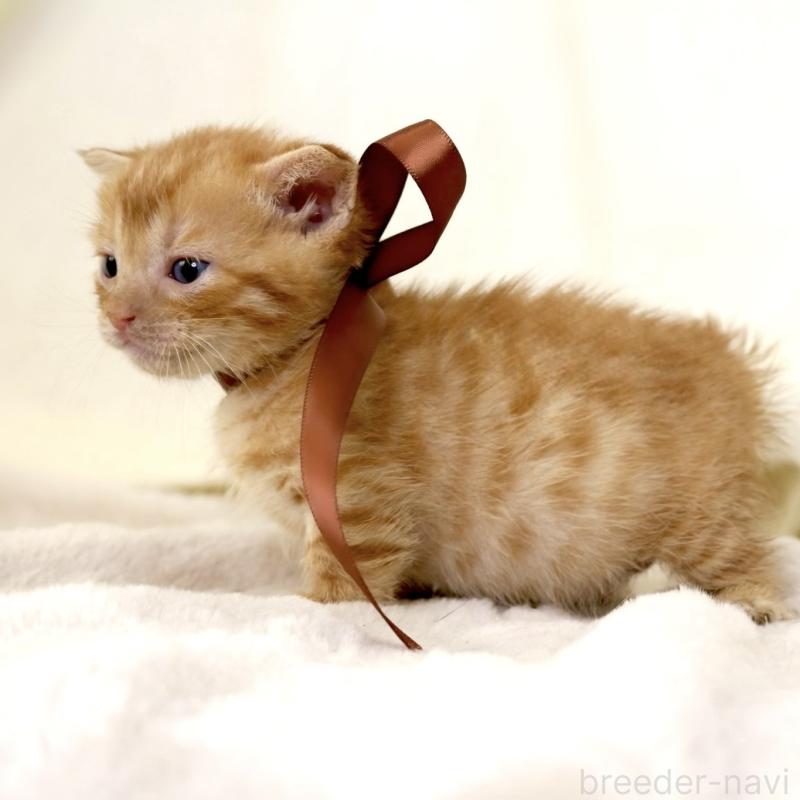 販売中の栃木県のジェネッタ-134947の8枚目