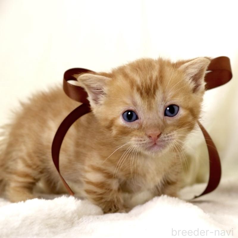 販売中の栃木県のジェネッタ-134947の7枚目