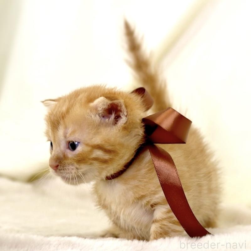 販売中の栃木県のジェネッタ-134947の3枚目