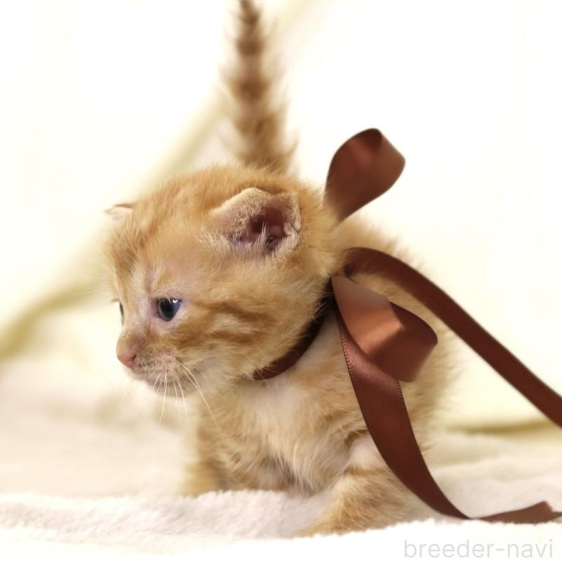 販売中の栃木県のジェネッタ-134947の2枚目