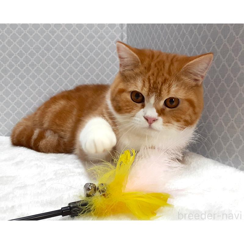 販売中の岐阜県のミックス-127835の5枚目