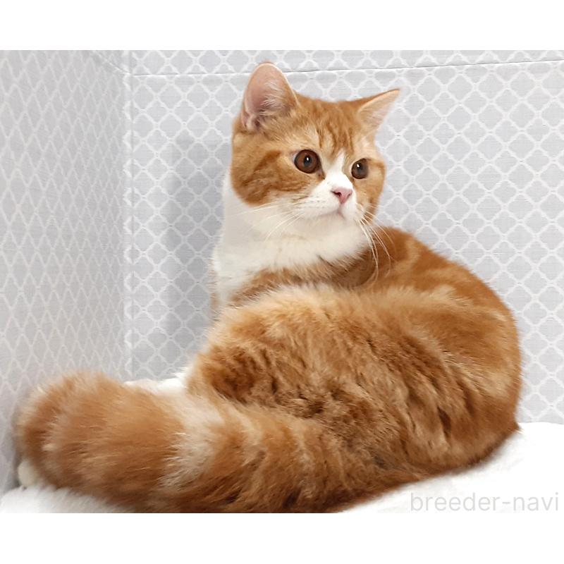 販売中の岐阜県のミックス-127835の3枚目