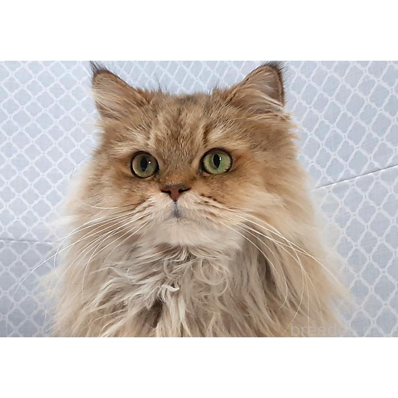 販売中の岐阜県のペルシャ(チンチラ)-133512の5枚目