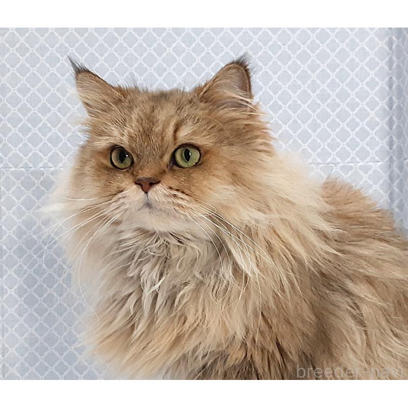 販売中の岐阜県のペルシャ(チンチラ)-133512の4枚目