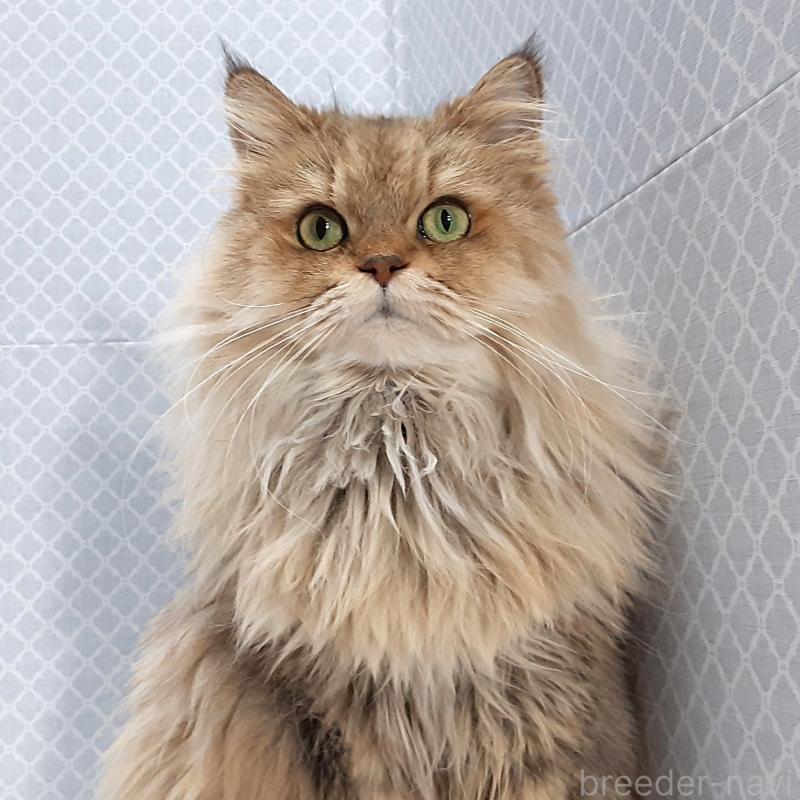 販売中の岐阜県のペルシャ(チンチラ)-133512の3枚目