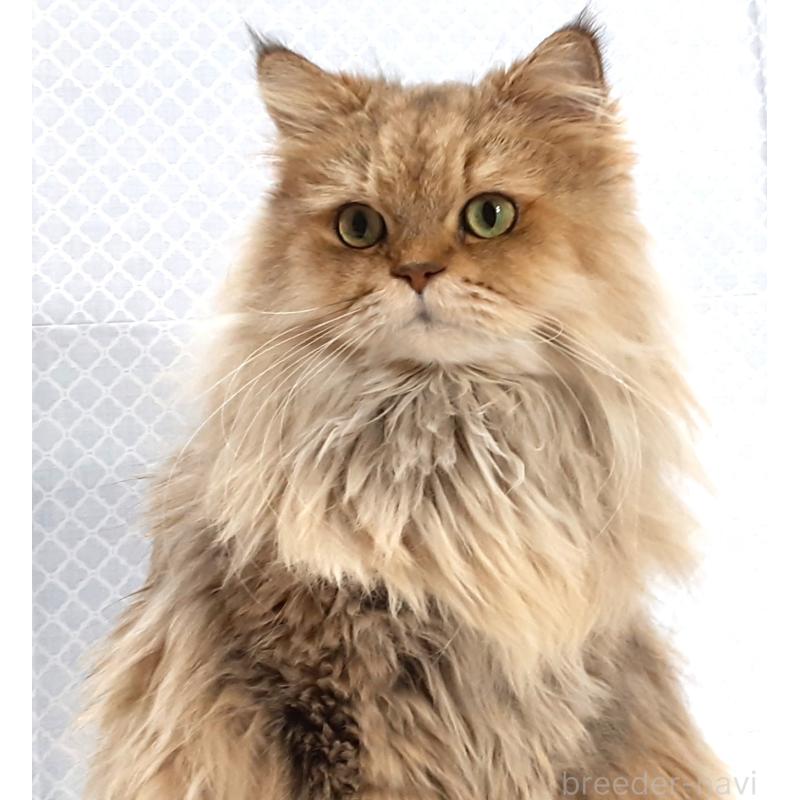 販売中の岐阜県のペルシャ(チンチラ)-133512の2枚目
