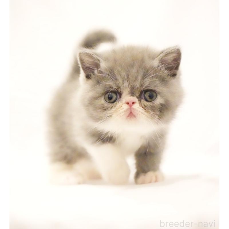 販売中の大阪府のエキゾチックショートヘア-134948の8枚目