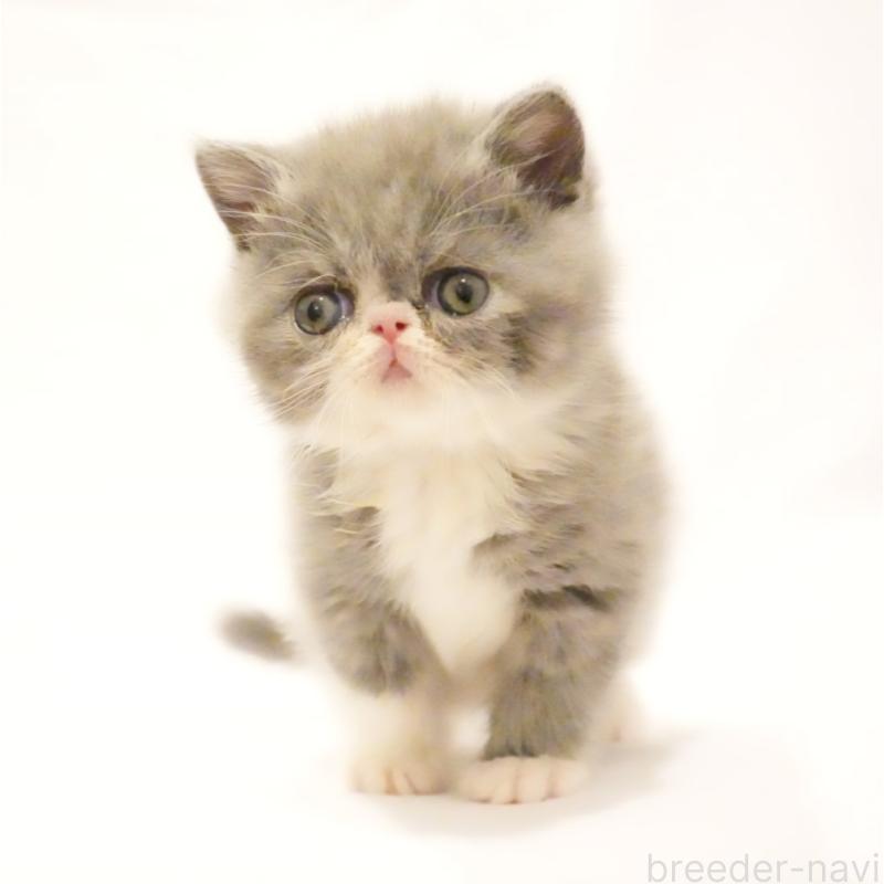 販売中の大阪府のエキゾチックショートヘア-134948の4枚目