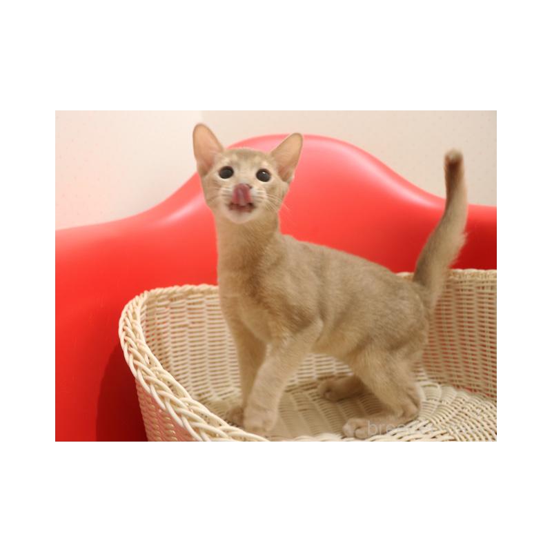 販売中の埼玉県のアビシニアン-132019の8枚目