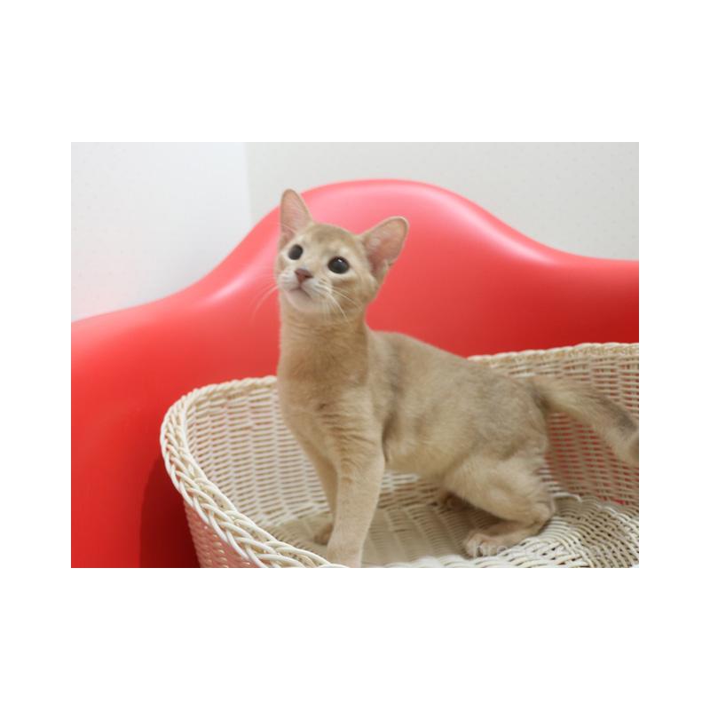 成約済の埼玉県のアビシニアン-132020の3枚目