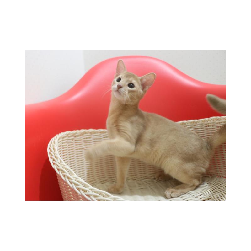 成約済の埼玉県のアビシニアン-132020の2枚目