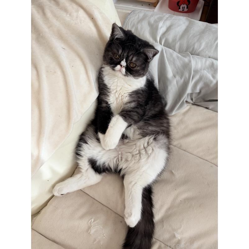 販売中の静岡県のエキゾチックショートヘア-125225の4枚目