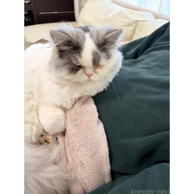 販売中の静岡県のエキゾチックロングヘア-123016の3枚目