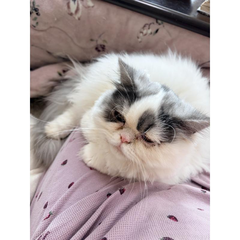 販売中の静岡県のエキゾチックロングヘア-123016の2枚目