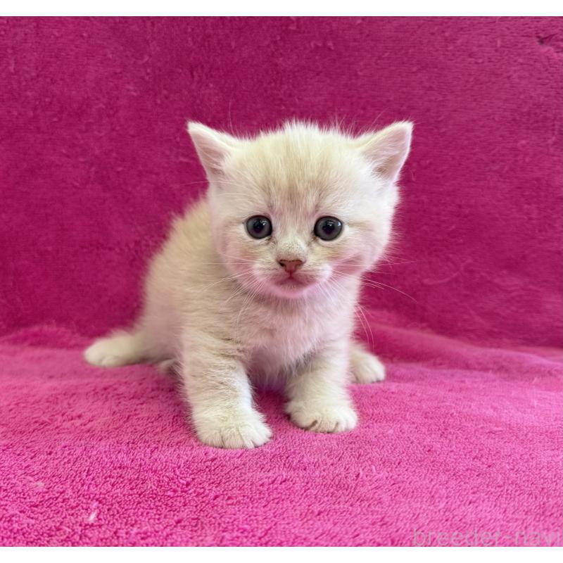 販売中の愛知県のミヌエット(短足)-134907の3枚目