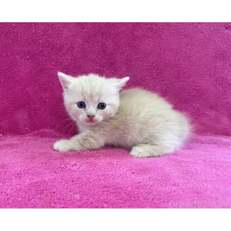 販売中の愛知県のミヌエット(短足)-134907の2枚目