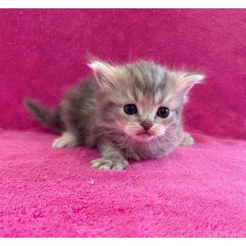 販売中の愛知県のミヌエット-134908の5枚目