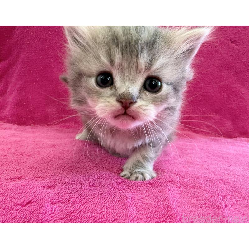 販売中の愛知県のミヌエット-134908の4枚目