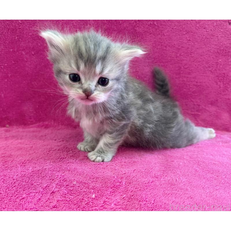 販売中の愛知県のミヌエット-134908の3枚目