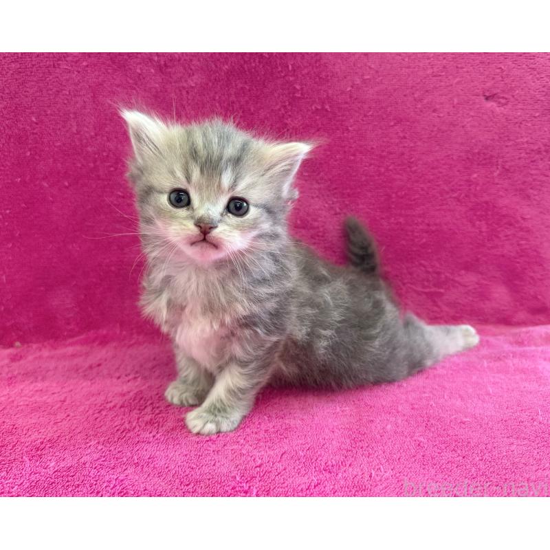 販売中の愛知県のミヌエット-134908の2枚目