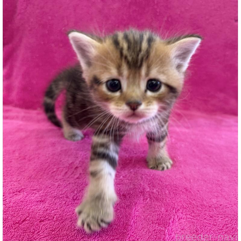 販売中の愛知県のミヌエット-134909の4枚目