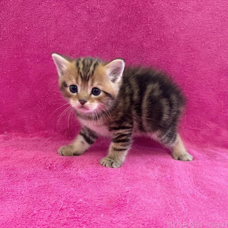 販売中の愛知県のミヌエット-134909の3枚目