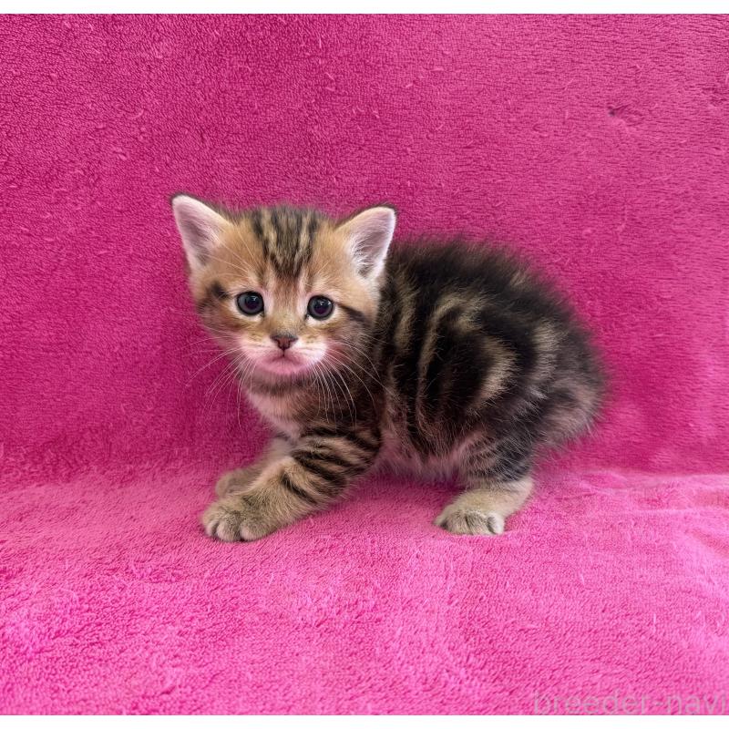 販売中の愛知県のミヌエット-134909の2枚目