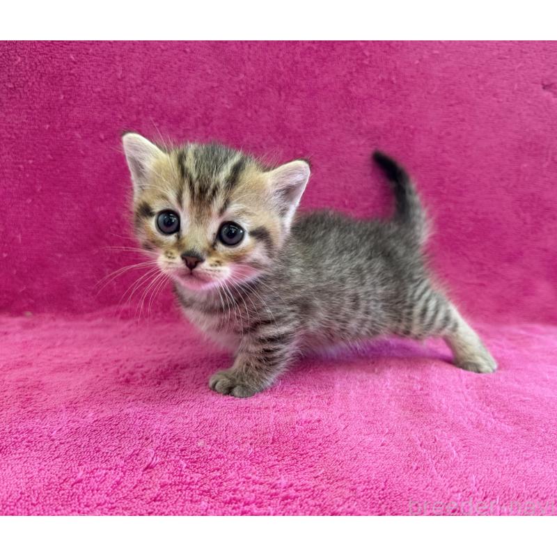 販売中の愛知県のミヌエット(短足)-134910の3枚目