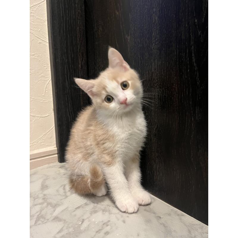 成約済の東京都のスコティッシュフォールド-134894の10枚目