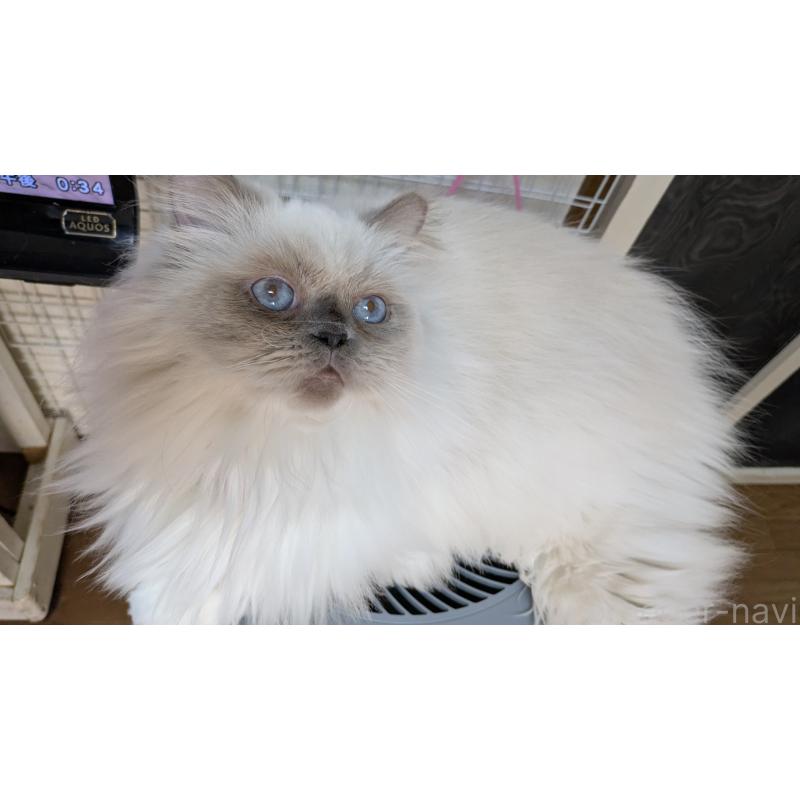 販売中の大阪府のミヌエット-126295の2枚目