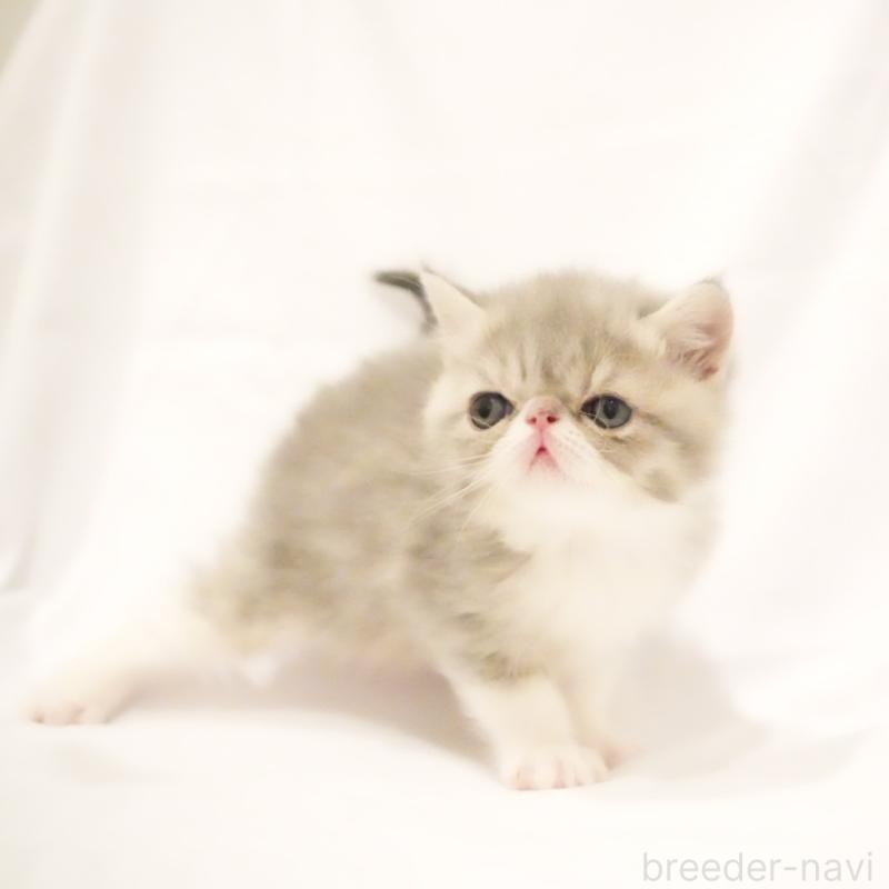 販売中の大阪府のエキゾチックショートヘア-134949の8枚目