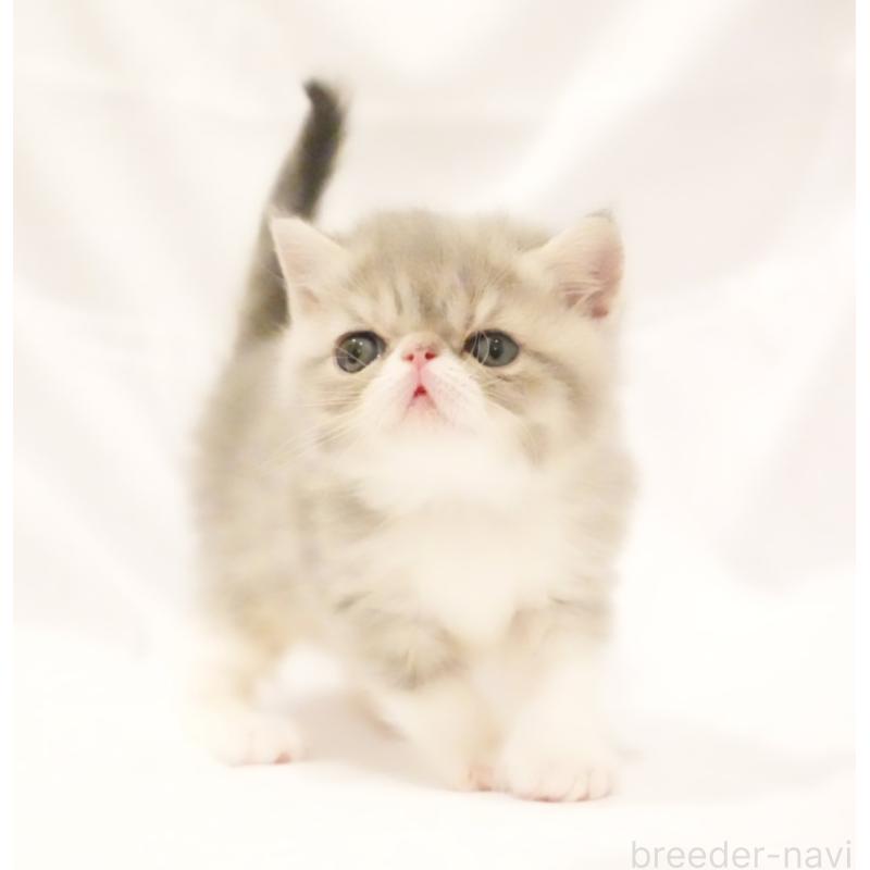 販売中の大阪府のエキゾチックショートヘア-134949の7枚目