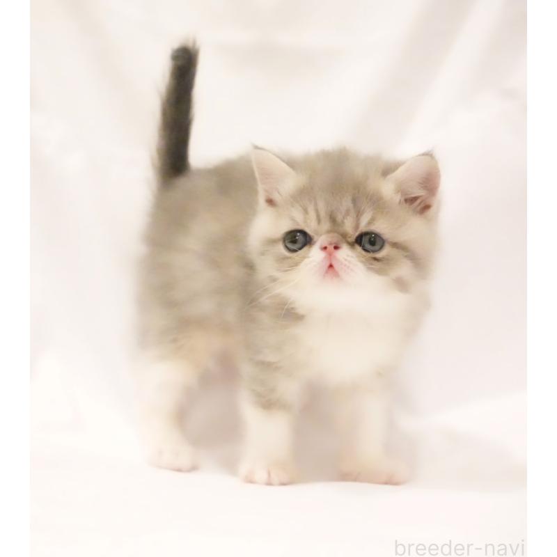 販売中の大阪府のエキゾチックショートヘア-134949の5枚目