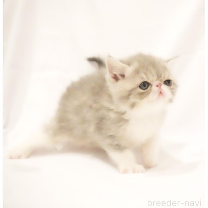 販売中の大阪府のエキゾチックショートヘア-134949の3枚目