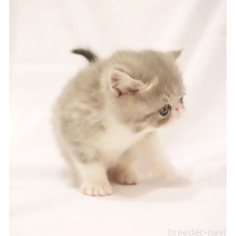 販売中の大阪府のエキゾチックショートヘア-134949の2枚目