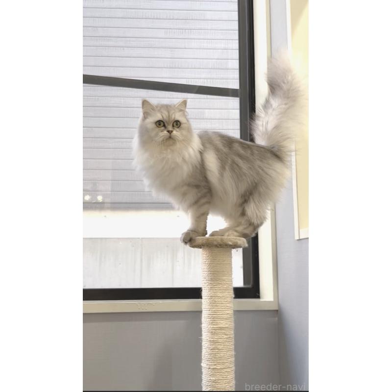 販売中の長野県のミヌエット-133876の5枚目