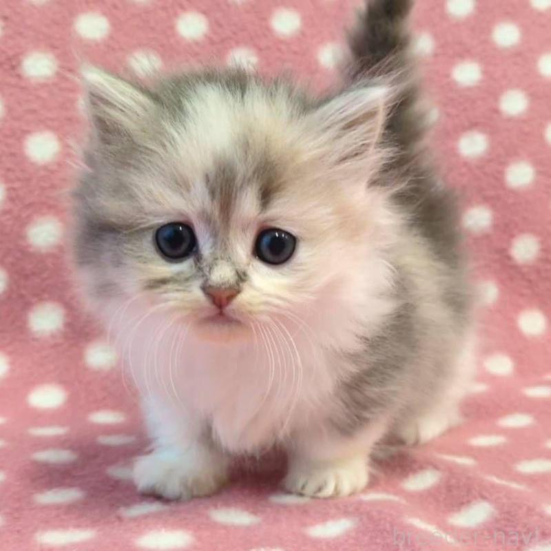 販売中の愛知県のミヌエット(短足)-134953の1枚目