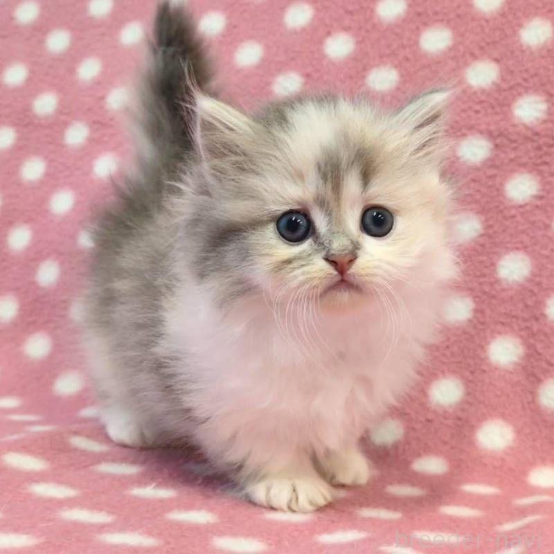 販売中の愛知県のミヌエット(短足)-134953の2枚目