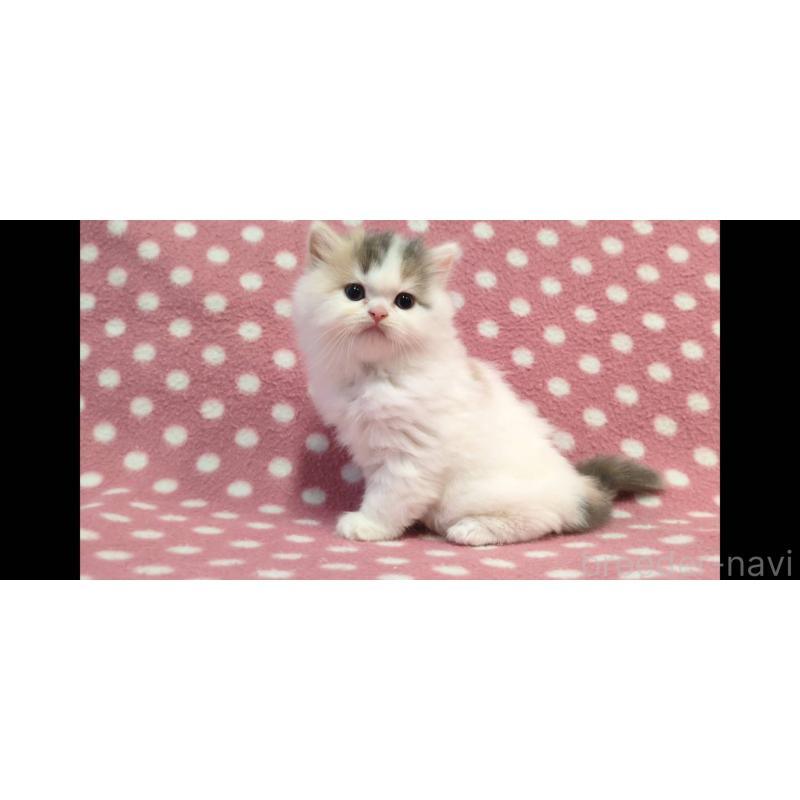 販売中の愛知県のスコティッシュフォールド-134954の3枚目