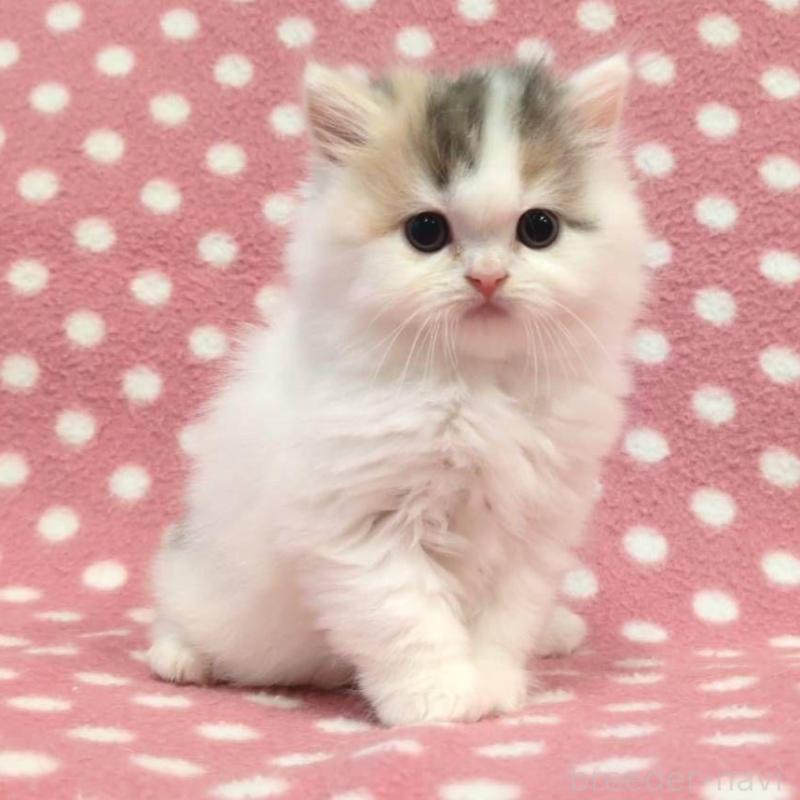 販売中の愛知県のスコティッシュフォールド-134954の1枚目