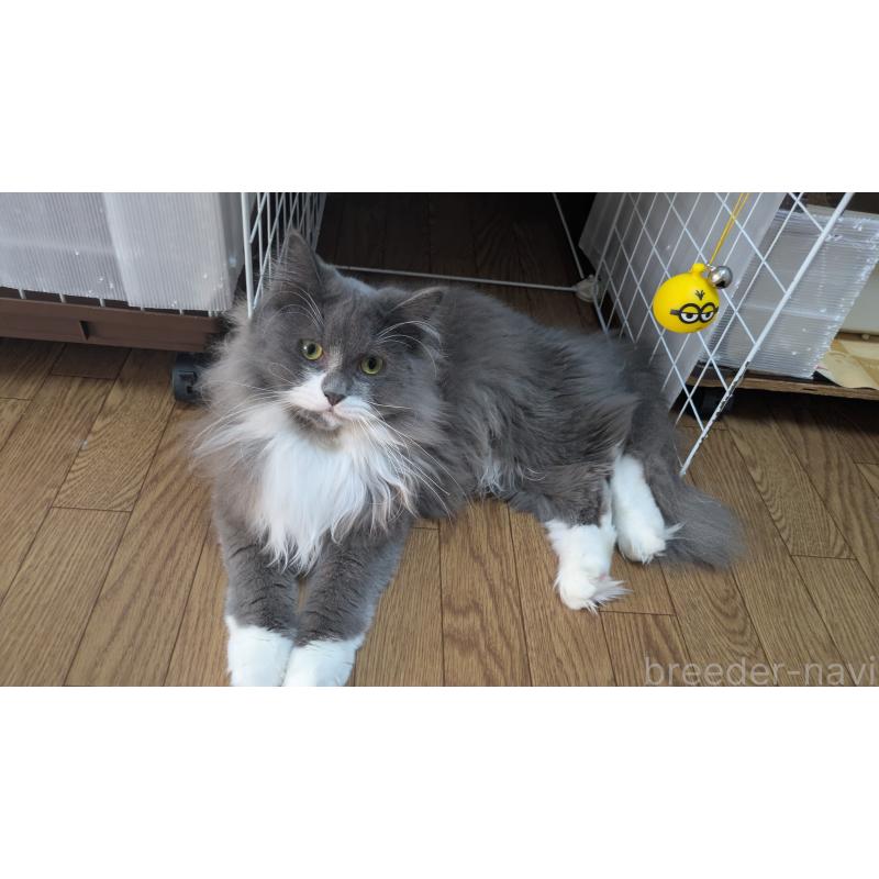 販売中の大阪府のミヌエット-120590の2枚目