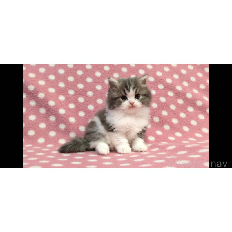 商談中の愛知県のスコティッシュフォールド-134955の3枚目