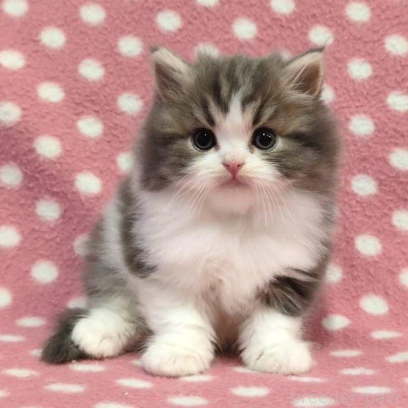 商談中の愛知県のスコティッシュフォールド-134955の1枚目