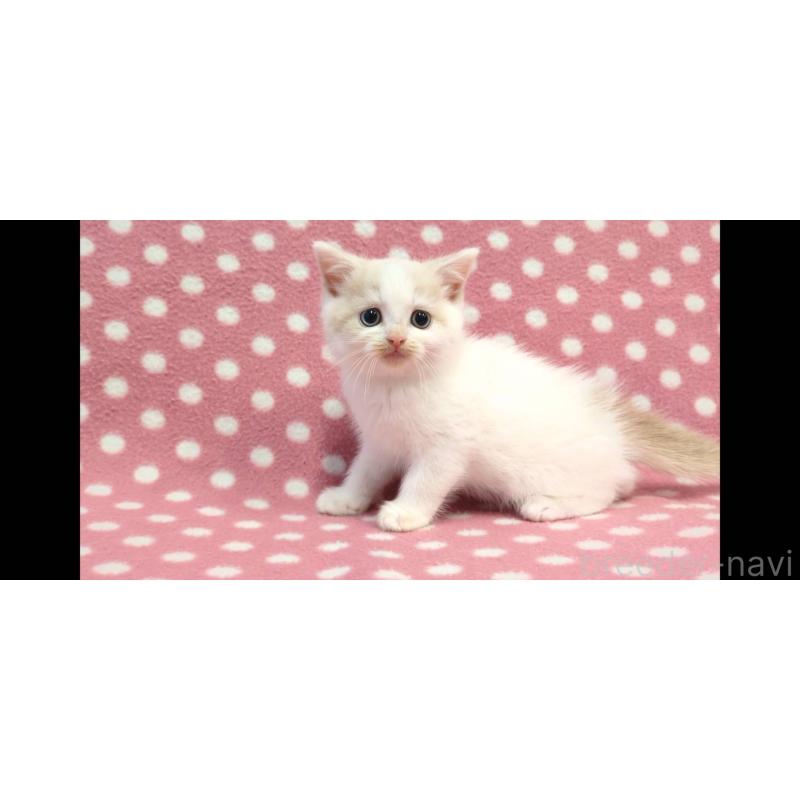 販売中の愛知県のスコティッシュフォールド-134956の3枚目