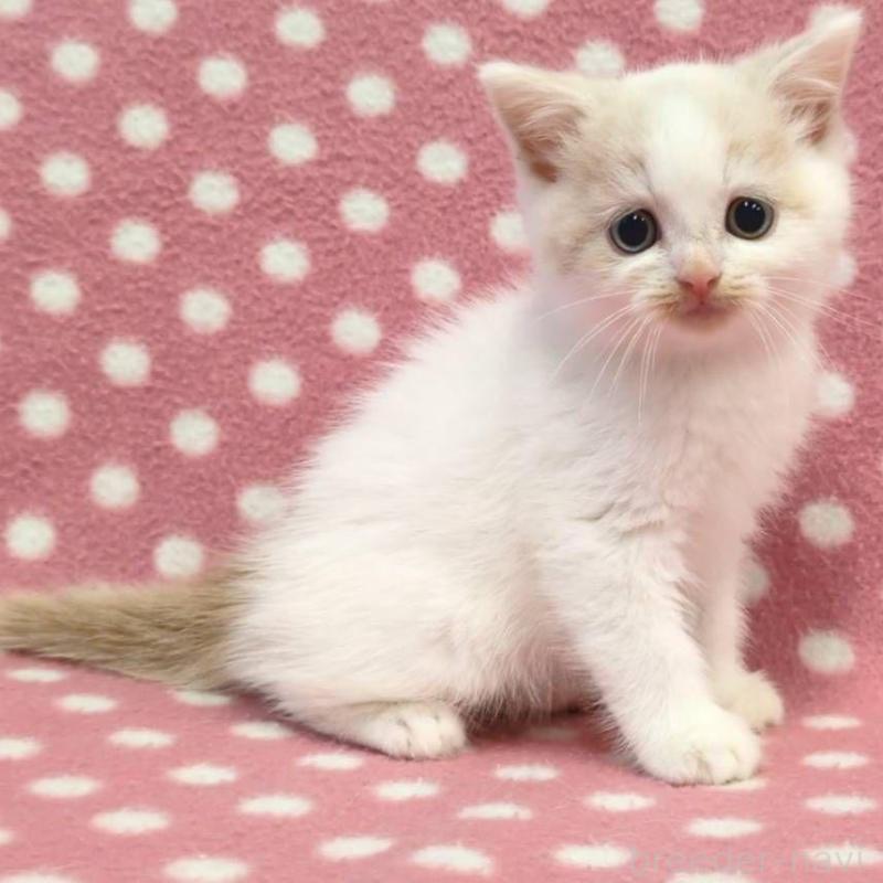 販売中の愛知県のスコティッシュフォールド-134956