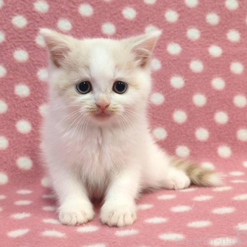 販売中の愛知県のスコティッシュフォールド-134956の2枚目